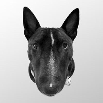 autohaushundarthurlogojpg